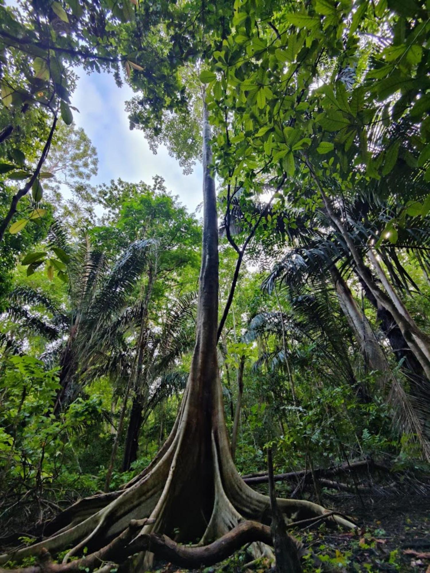 ホテル Tangkoko Macaca Rinondoran エクステリア 写真